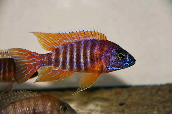 German Red Peacock Cichlid Aulonocara — Stock Photo, Image