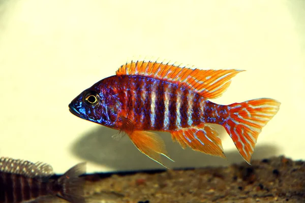 德国红孔雀鱼 Cichlid Aulonocara — 图库照片