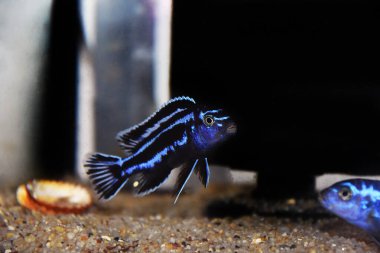 Malawi Gölü 'nden Maingano Afrika Cichlid - (Melanochromis siyaneorhabdos)