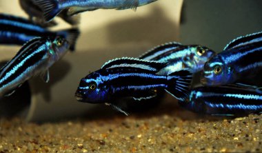 Malawi Gölü 'nden Maingano Afrika Cichlid - (Melanochromis siyaneorhabdos)