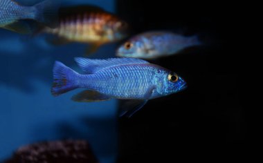 Electric Blue Hap African Cichlid - Sciaenochromis friyeri