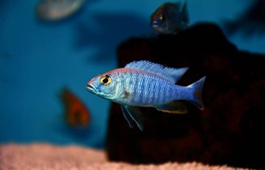 Electric Blue Hap African Cichlid - Sciaenochromis friyeri