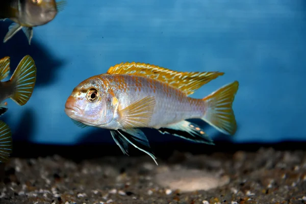 Perlmutt Cichlid Balığı Labidochromis Perlmutt — Stok fotoğraf