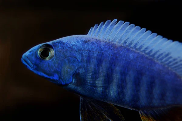 Cichlid Africano Hap Azul Elétrico Sciaenochromis Fryeri — Fotografia de Stock