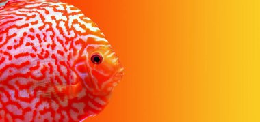 Stardust Discus Balığı - (Symphysodon aequifasciatus )