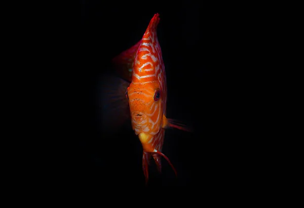 Peixe Disco Stardust Symphysodon Aequifasciatus — Fotografia de Stock