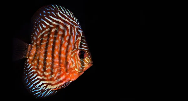 Royal Red Discus Symphysodon — Foto de Stock