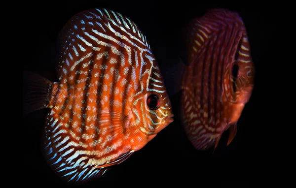 Disco Rosso Reale Symphysodon — Foto Stock