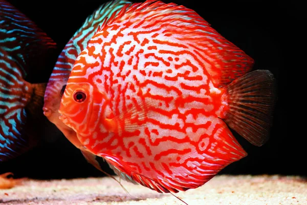 Csillagpor Discus Hal Symphysodon Aequifasciatus — Stock Fotó