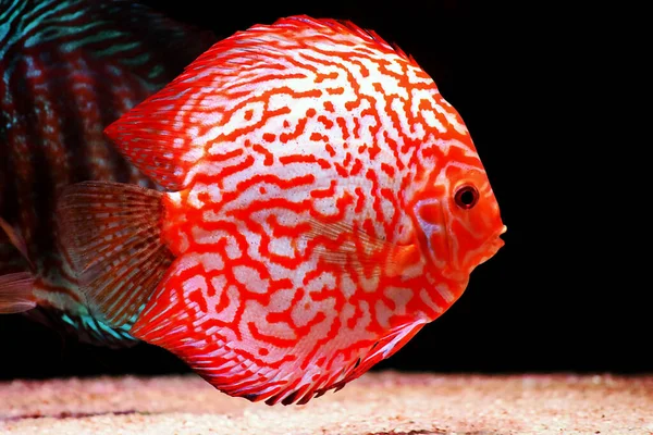 Stardust Discus Fish Symphysodon Aequifasciatus — Stock Photo, Image