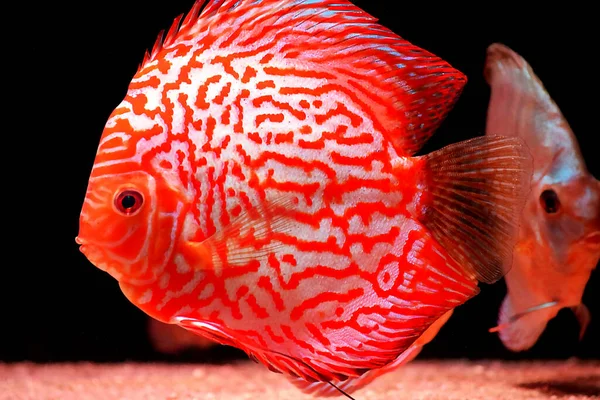 Csillagpor Discus Hal Symphysodon Aequifasciatus — Stock Fotó