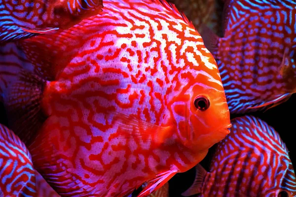 Звездная Пыль Discus Fish Symphysodon Aequifasciatus — стоковое фото