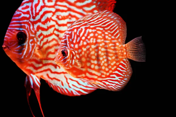 Звездная Пыль Discus Fish Symphysodon Aequifasciatus — стоковое фото