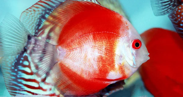 Pesce Rosso Marlboro Discus Symphysodon — Foto Stock