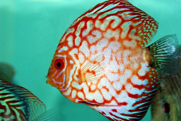 Duif Bloed Discus Vis Symphysodon — Stockfoto