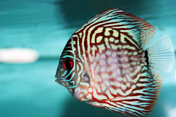 Pigeon Blood Discus Fish Symphysodon — Foto Stock