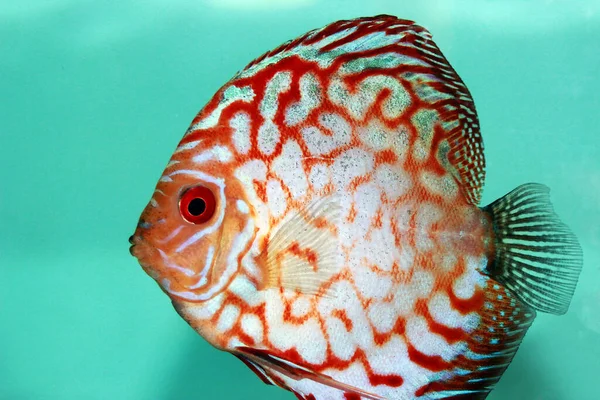Голубь Blooddiscus Fish Symphysodon — стоковое фото