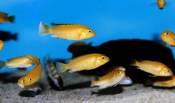 Elektrischer Gelber Afikanischer Buntbarsch Labidochromis Caeruleus — Stockfoto