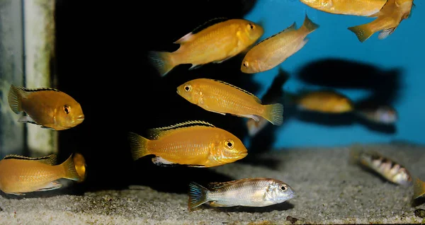 Elektrischer Gelber Afikanischer Buntbarsch Labidochromis Caeruleus — Stockfoto