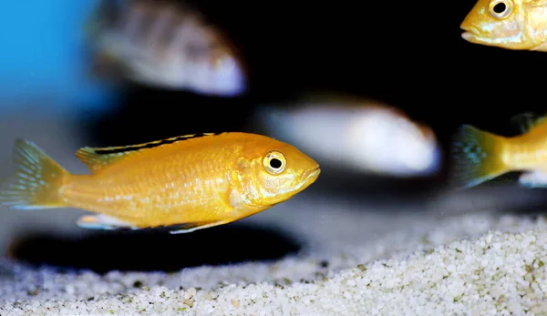 Elektrik Sarı Afgan Cichlid Labidochromis Caeruleus — Stok fotoğraf