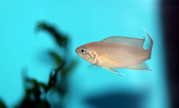 Brichardi Cichlid African Tanganyika Princess Fish Neolamprologus Brichardi — Stock Photo, Image