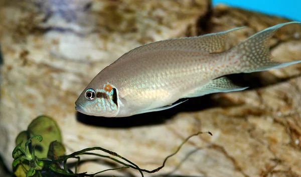 Brichardi Buntbarsch Afrikanischer Tanganyika Prinzessinnenfisch Neolamprologus Brichardi — Stockfoto