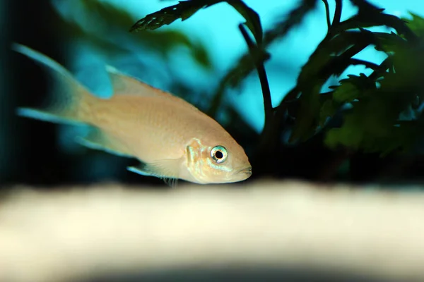 Brichardi Cichlid African Tanganyika Princess Fish Neolamprologus Brichardi — 图库照片