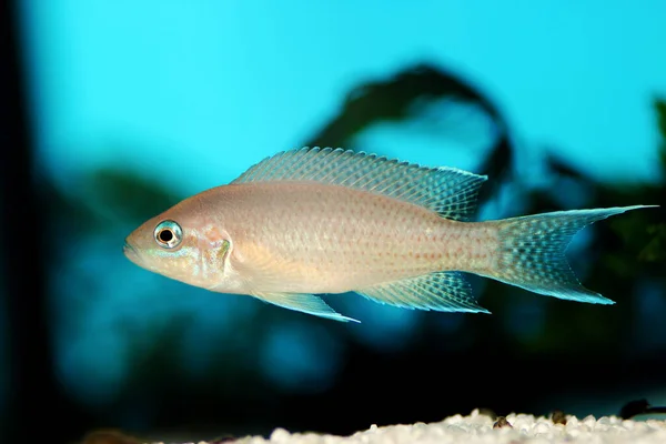 Brichardi Cichlid African Tanganyika Princess Fish Neolamprologus Brichardi — Stock Photo, Image