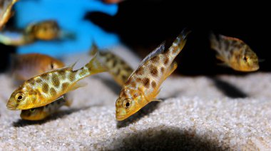 Zürafa hap Haplochromine Malawi cichlid balığı - Nimbochromis venustus