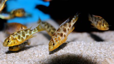 Zürafa hap Haplochromine Malawi cichlid balığı - Nimbochromis venustus