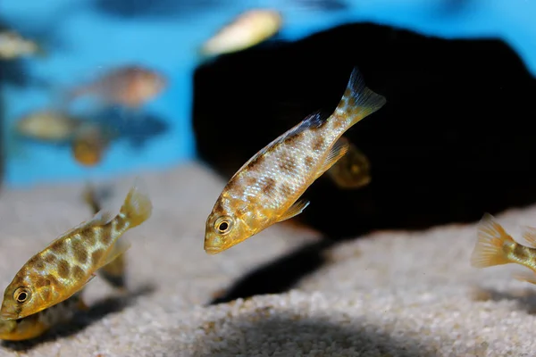 Zürafa Hap Haplochromine Malawi Cichlid Balığı Nimbochromis Venustus — Stok fotoğraf