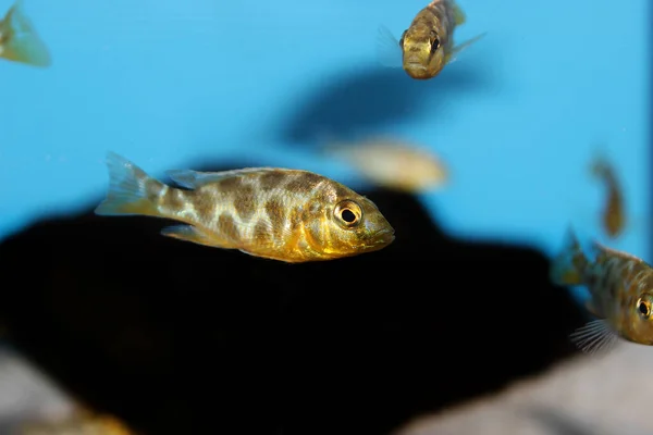 Zürafa Hap Haplochromine Malawi Cichlid Balığı Nimbochromis Venustus — Stok fotoğraf