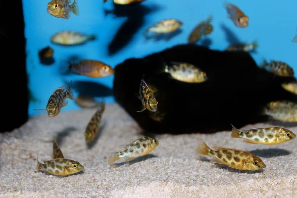 Zsiráfhéj Haplochrommine Malawi Cichlid Hal Nimbochromis Venustus — Stock Fotó