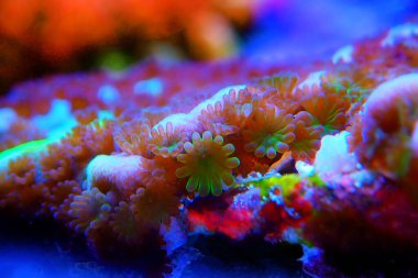 Montipora poliplerine ultra makro çekim mercanları mahveder