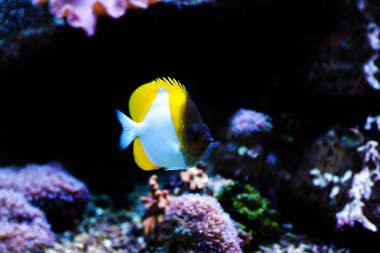 Piramit kelebeği balığı - (Hemitaurichthys polylepis)