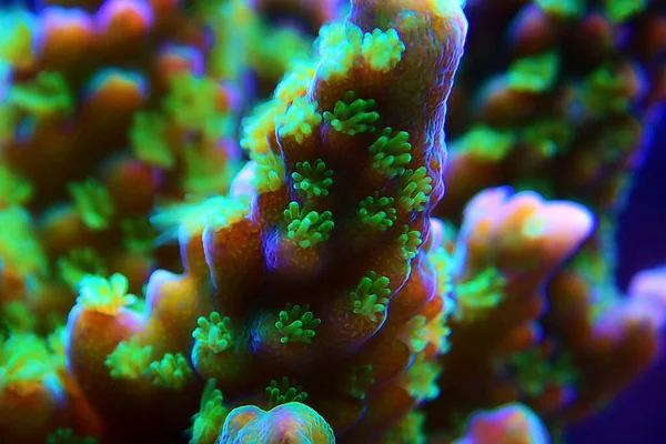 马尾藻 Acropora Sps 珊瑚绿色宏观息肉 — 图库照片