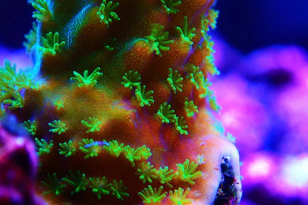 Зелені Макрополіпи Acropora Sps Coral — стокове фото