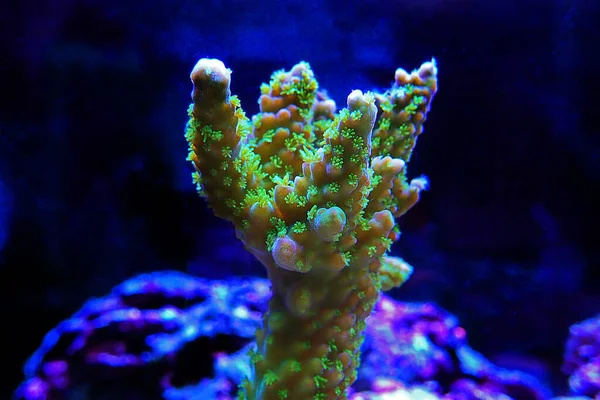 Zöld Makropolipok Acropora Sps Korallon — Stock Fotó