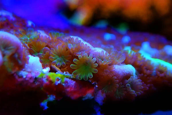 Ultra Makroaufnahme Auf Montipora Polyps Sps Coral — Stockfoto