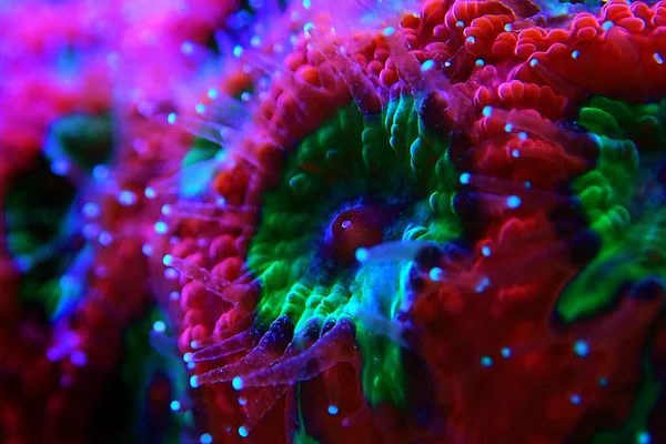 Macro Shot Favia Lps Coral Polyps — Stock Photo, Image