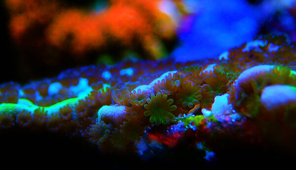 Ultra macro shot on montipora polyps sps coral