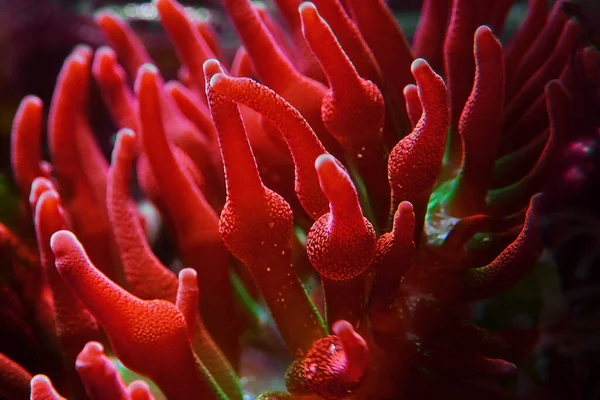 Anémona Punta Burbuja Multicolor Entacmaea Quadricolor — Foto de Stock