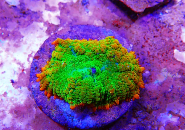 Rare Sun Stone Rhotactis Mushroom Coral Polyp — Stock Photo, Image