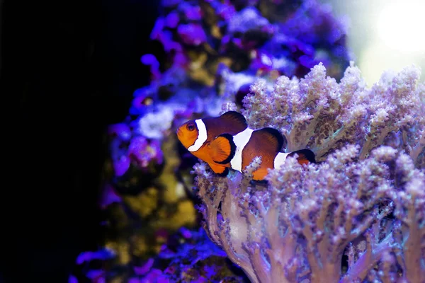 Amphipprion Ocellaris Clownfish サンゴ礁水族館タンクのための最も人気のある海水魚 — ストック写真
