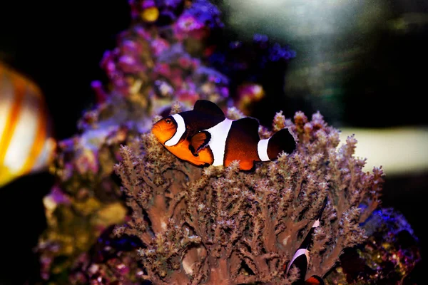 Amphiprion Ocellaris Clownfish Most Popular Saltwater Fish Coral Reef Aquarium — Stock Photo, Image