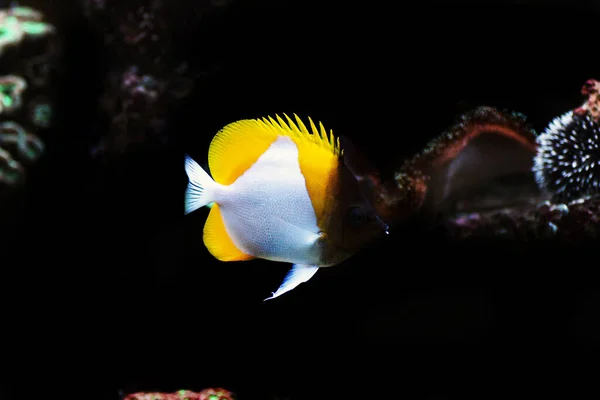 Pyramidové Motýlí Ryby Hemitaurichthys Polylepis — Stock fotografie