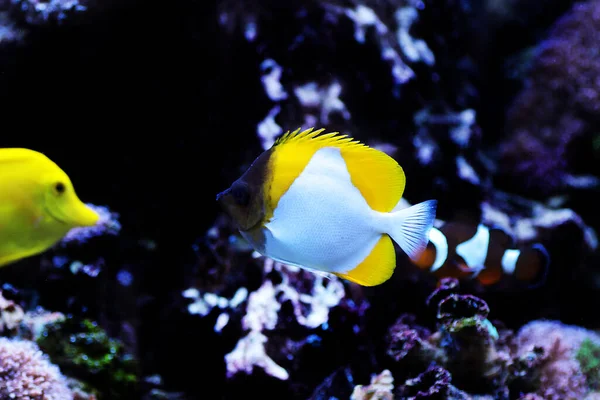 Pyramid Butterfly Fish Hemitaurichthys Polylepis — Stock Photo, Image