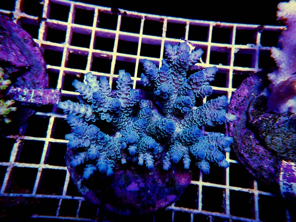 Изолированное Изображение Acropora Coral Acropora Род Маленьких Каменистых Кораллов Полипов — стоковое фото