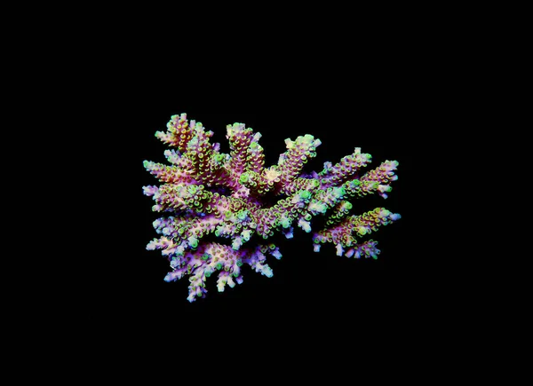 Immagine Isolata Acropora Coral Acropora Genere Piccoli Coralli Polipi Pietrosi — Foto Stock