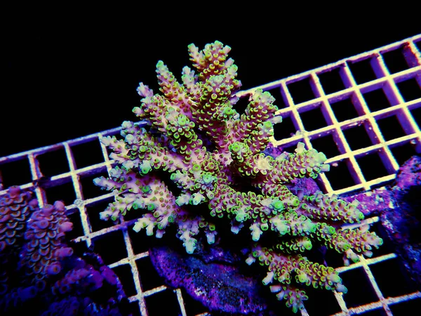 Isolated Image Acropora Coral Acropora Genus Small Polyp Stony Corals — Stock Photo, Image